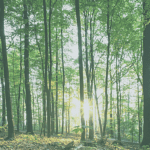 trees trees